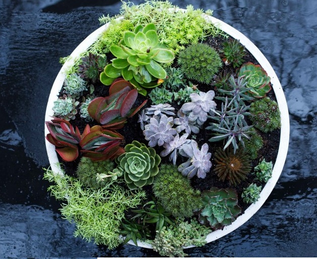 Make a Coral Reef Garden - Ideas to Love