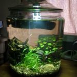 Big Jar Aquarium