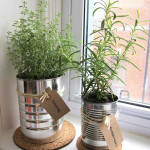 Plant herbs in old cans